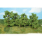 Heki 1415 - 12 arbres feuillus 6 - 13 cm