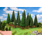 Végétations miniatures : 15 grands sapins - 1:87 HO, 1:120 TT - Faller 181542 - diorama.fr