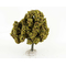 Platane automne - arbre miniature naturel 18 cm - FR