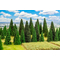 100 sapins miniatures assortis - 1:87 à 1:160 - Faller 181543