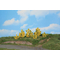 Végétation miniature : Forsythias jaune 3-6 cm - Heki 11800