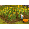 Végétation miniature : Tournesols minature 1/87 - Faller 181256