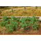 Végétation miniature : Plants de tomates miniatures 1/87 pour diorama - Faller 181259
