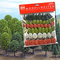 Végétation miniature : Assortiment de 65 arbres et sapins de 3 à 5 cm au 1/160 - Busch 09769