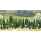 Végétation miniature : 35 arbres à feuilles et sapins au 1/87 HO - Busch 06490