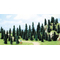 Végétation miniature : Lot de 50 sapins à piquer de 6 à 11 cm au 1/87 HO - Busch 06497 6497