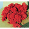 Végetation miniature : Lichen orange/rouge - mousse d'Islande - Heki 3213