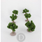 FR-ATB/42593P - 10 pieds de vignes vertes 4 cm