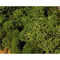 Végétation naturelle : Lichen vert moyen - mousse d'Islande - Heki 3218