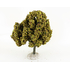 Platane autoPlatane automne - arbre miniature naturel 18 cm - FR-ATB/26790mne - arbre miniature naturel 18 cm - FR