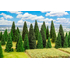 100 sapins miniatures assortis - 1:87 à 1:160 - Faller 181543