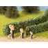 Végétation miniature : Haies vert foncé   - Noch 21514