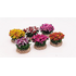 6 buissons fleuris tachetés pour crèches, dioramas, décors de paysages divers - FR-B097/S