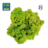 Véritable Lichen vert stabilisé
