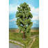Végétation miniature : Heki 1743 - 1 arbre feuillu 35 cm