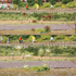 Végétation miniature : 100 touffes d'herbe miniatures jaune/rouge 5, 6 mm