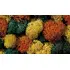 Végétation miniature : Lichen automne 75 g - Noch 8620 08620