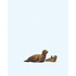 Animaux miniatures - 1 otarie et son bébé  au 1:87 HO - Preiser 29518